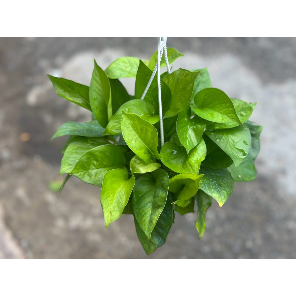 Công thức phối trộn giá thể chuẩn cho bộ rễ
