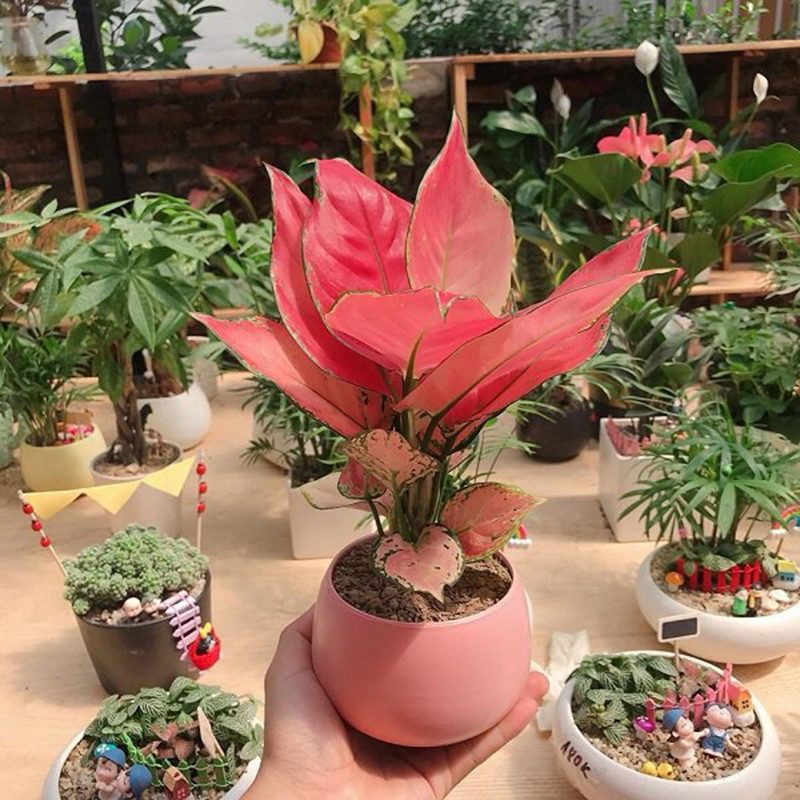 Cách tưới nước chuẩn cho sen đá không úng lá