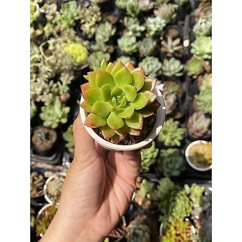 Sen đá Xanh ngọc 5cm