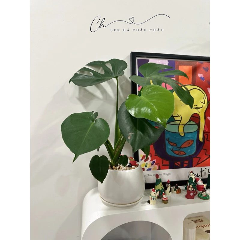 Cây Monstera để bàn - Trầu bà lá xẻ Nam Mỹ - Rễ cứng cáp, dễ trồng - Cây nội thất & văn phòng