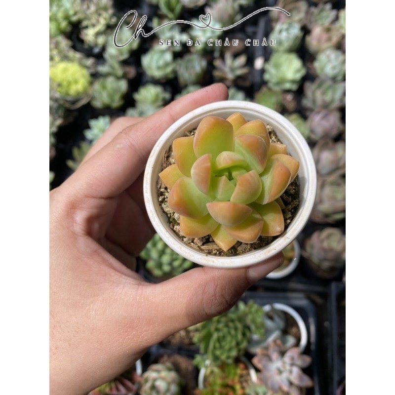 Sen đá Đá xanh lá mập 5cm